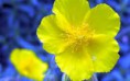 ROCK ROSE